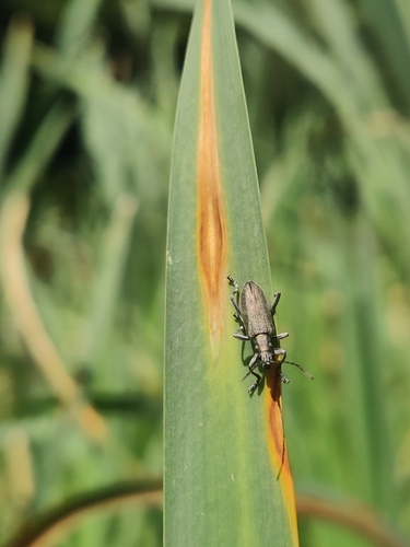 Donacia cinerea