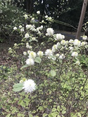Fothergilla ×intermedia