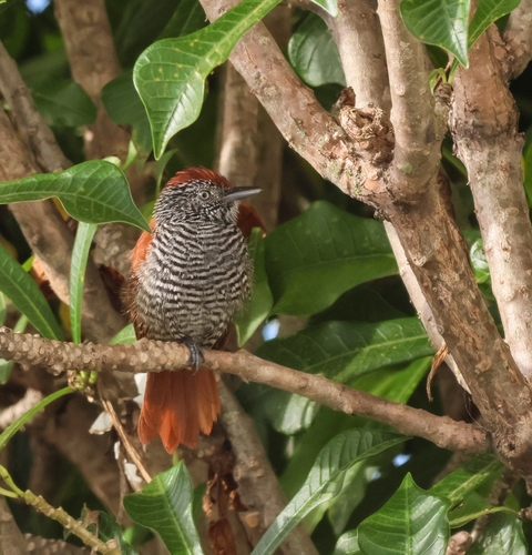 Chestnut-backed Antshrike