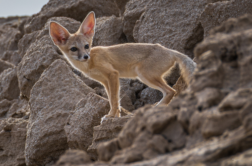 Kit Fox