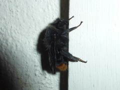 Melanobombus