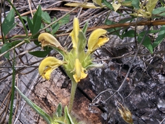 Phlomis lychnitis, photograph (c) Marc Riera, some rights reserved (CC BY)