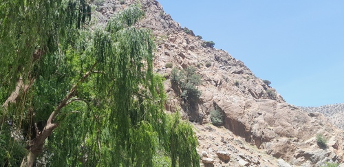 weeping willow