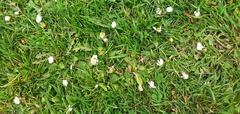 Bellis perennis
