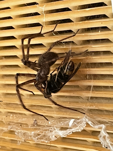 Yellow-legged Hornet