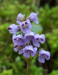 Veronica regina-nivalis