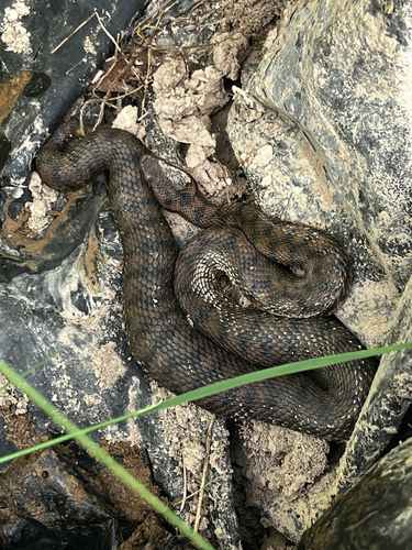 Asp Viper