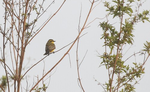 Yellow-browed Tyrant
