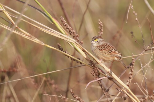 Grassland Sparrow