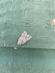 Acronicta impleta