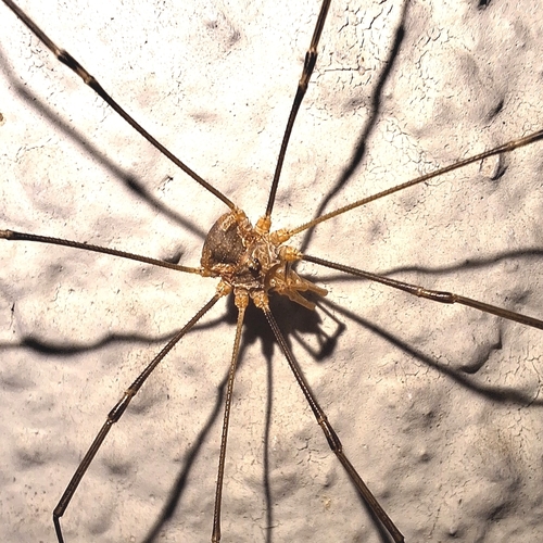 European Harvestman
