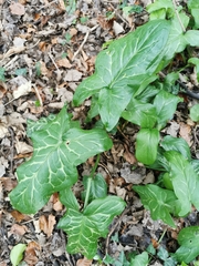 Arum italicum italicum