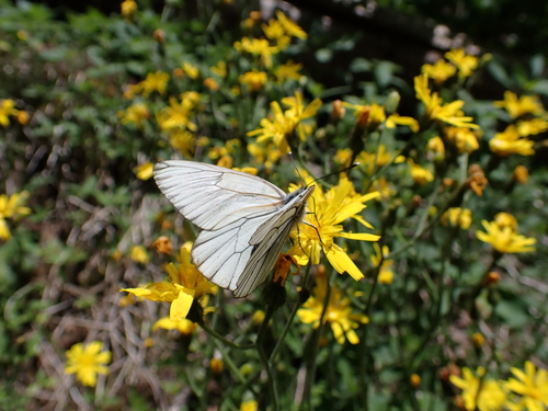 Black-veined White