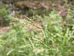Greater Tussock Sedge (Carex paniculata)