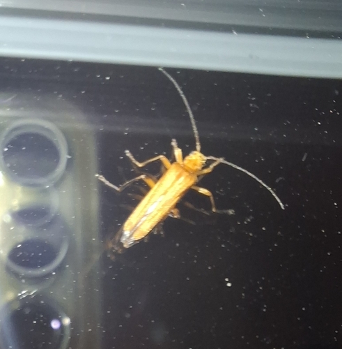 Oedemera podagrariae