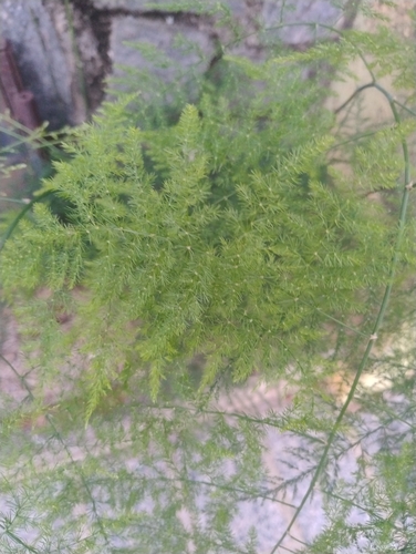 Common Asparagus Fern