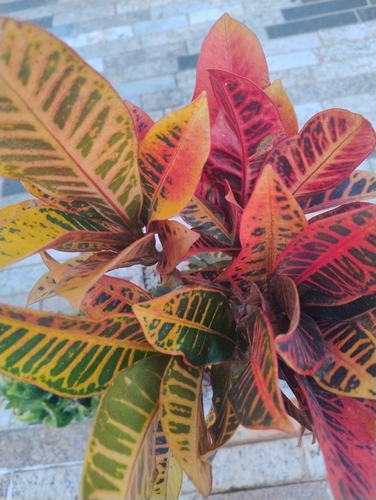 Variegated Croton