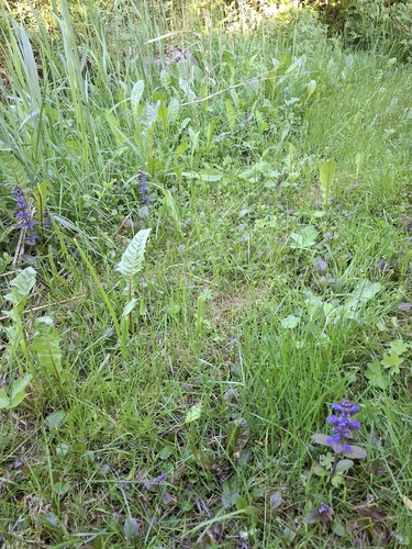 carpet bugle