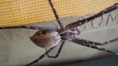 Euprosthenops