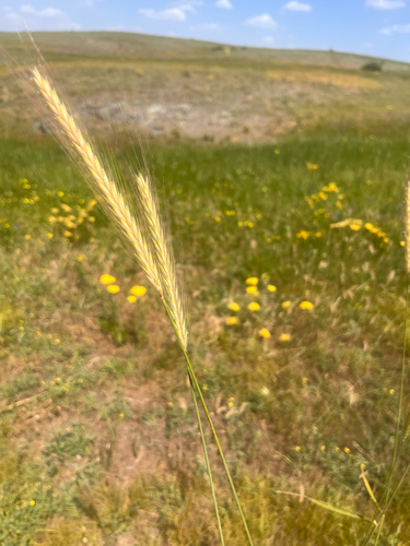 Hordeum bulbosum observed 2026-06-07
