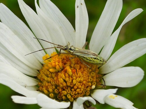Meadow Plant Bug