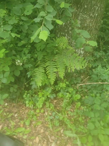 common bracken