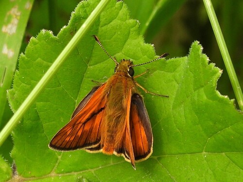 Large Skipper