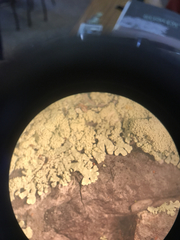 Parmeliopsis subambigua