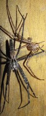 Euprosthenops