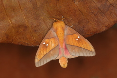 Syssphinx quadrilineata