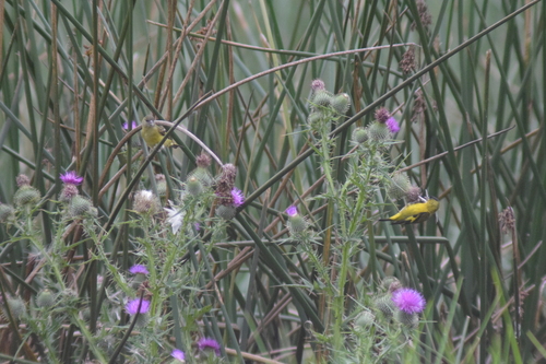 Andean Siskin (Spinus spinescens), photo 3