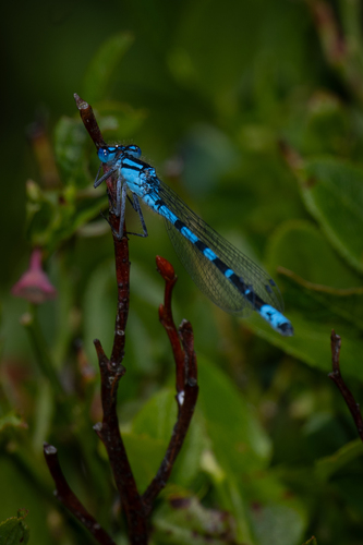 Common Blue Damselfly