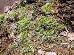 Fimbristylis dichotoma ochotensis