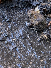 Anaxyrus terrestris