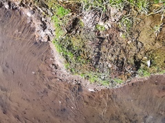 Fimbristylis dichotoma ochotensis