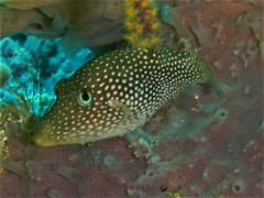 Canthigaster punctatissima