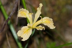 Iris tenax klamathensis