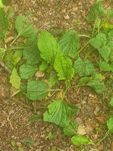 greater plantain