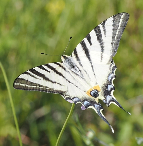 Scarce Swallowtail
