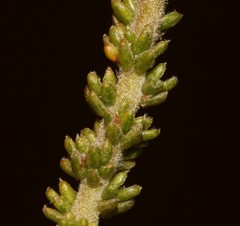 Aspalathus triquetra