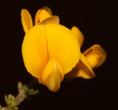 Aspalathus triquetra