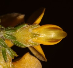 Aspalathus triquetra