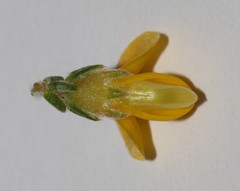 Aspalathus triquetra