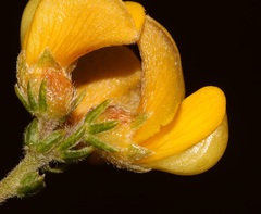 Aspalathus triquetra