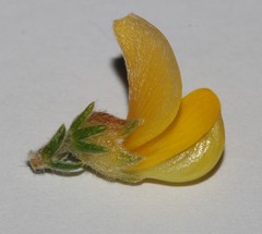 Aspalathus triquetra