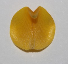 Aspalathus triquetra