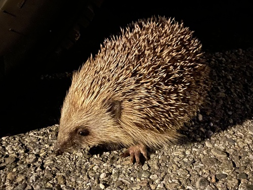 Common Hedgehog
