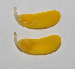 Aspalathus triquetra