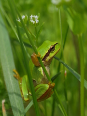 Hyla molleri
