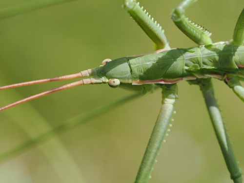 Predatory Bush-cricket